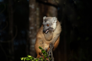 Fototapeta premium Lemur mischiefs on veranda bungalow and waits for food