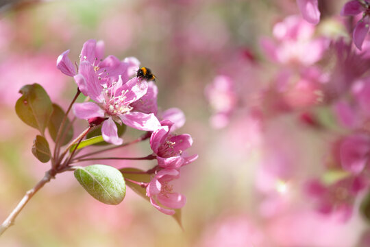 Pink cherry blossom in the garden with bee on flower 
