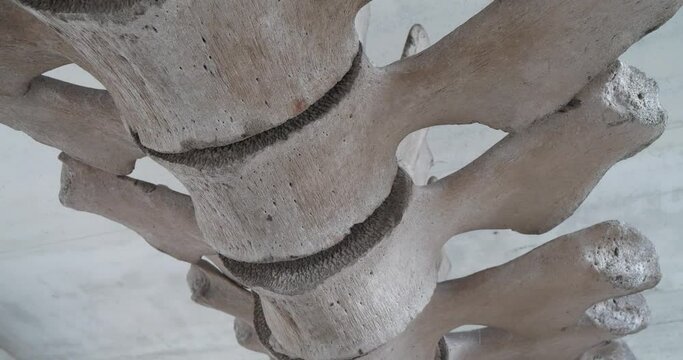 Real whale bones. Huge grey skeleton of big blue whale. Whale spine. Balaenoptera musculus