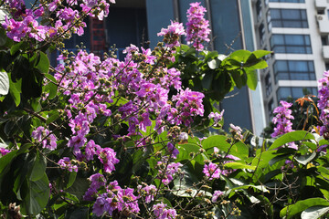 Purple flower Pseuderanthemum graciliflorum wild tropical flowers