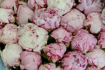 beautiful pink peony bouquet as a background
