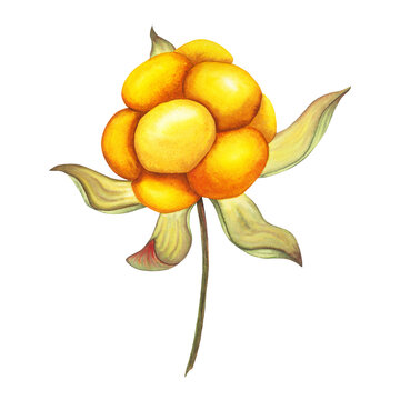 Watercolor hand drawn orange cloudberry. Botanical forest berry illustration on white isolated background. Good for stickers, tags and greeting cards, as nature background for web pages, wedding