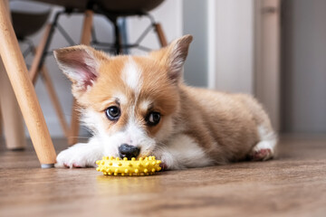 adorable little puppy corgi