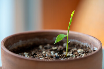 Closeup of Bamboo Mosso seedling planted in small flower pot growing at home. Germination of...