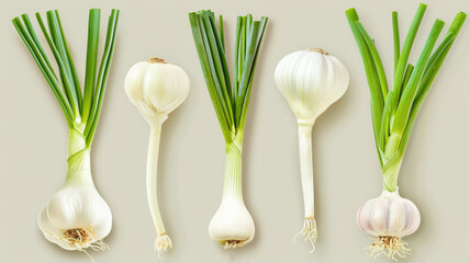 various stages and parts of allium plants, from spring onions to mature garlic bulbs, rendered in a classic style perfect for both culinary and educational spaces. - obrazy, fototapety, plakaty