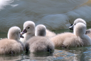 Obraz premium some very tiny swan fledglings close up in the water