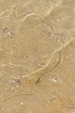 vue de dessus d'un coquillage laissant une trace de son passage sur le sable au fond de l'eau