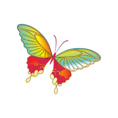 Butterfly  Collection Illustration