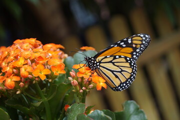 Schmetterling orange sitzt auf Blumen