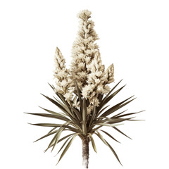 Fototapeta premium A stunning image of a palm tree yucca in full bloom from Elche Spain stands out against a transparent background