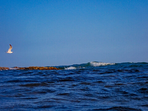 Gabbiani in volo nel mare blu, Bellissimo paesaggio marino 1338