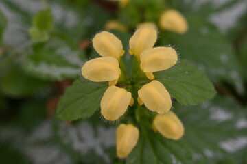 Lamium galeobdolon flowers. Lamiaceae perennial plants.Blooms yellow flowers from spring to early summer and is used as a ground cover.