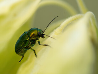 Fototapeta premium Iridescent green beetle on a yellow background