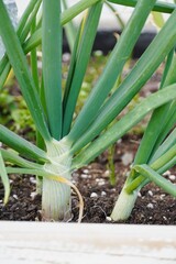 Obraz premium Close-up of onion plant leaves, drops on onion plant leaves. 