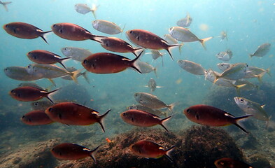 Costa Rica sea life