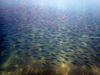 Costa Rica sea life