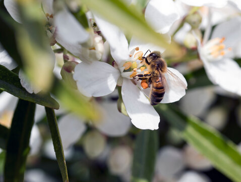 Une abeille butine une fleur dans un jardin