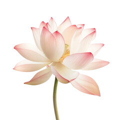 An exquisite lotus flower in full bloom stands out against a clear transparent background