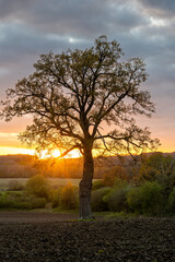 tree in the field at sunset