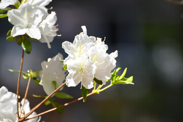 Spring Flowers, End of March, Blooming Flowers, Lake Martin, Alabama - Southern Indica White Azalea, Rhododendron 'Mrs. G.G. Gerbing'