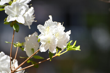 Spring Flowers, End of March, Blooming Flowers, Lake Martin, Alabama - Southern Indica White...