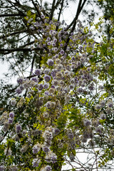 Fototapeta premium Spring Flowers - Wisteria