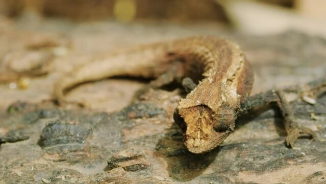 Close up of a Crested gecko (Correlophus ciliatus) in Madagascar island
