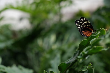 butterfly, tropical butterfly, butterfly on a leaf, wildlife, tropics