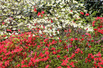 Spring Flowers, End of March, Blooming Flowers, Lake Martin, Alabama - Southern Indica White...