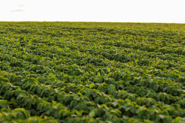 Agriculture. Soybean green plants growing in rows in cultivated field. Organic farming. Agricultural soy vegetable plantation, healthy food. Modern agribusiness. Bio lifestyle farmland