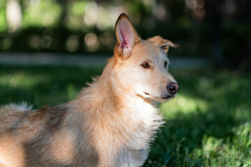 Reflecting the love for animals, it portrays the companionship pets offer during outdoor adventures.