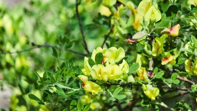 Cytisus hirsutus (clustered broom or hairy broom) is a perennial plant belonging to the genus Cytisus of the family Fabaceae.