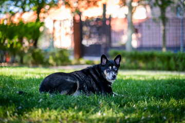 A cute female dog enjoy of this spring day, she embodies the joy of pets and outdoor strolls.