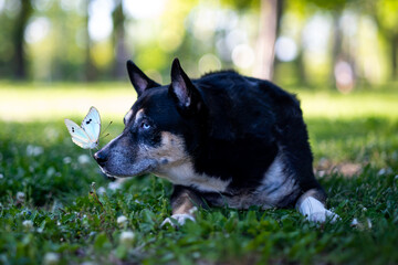 A serene black and white husky mix, with a white butterfly on her nose.