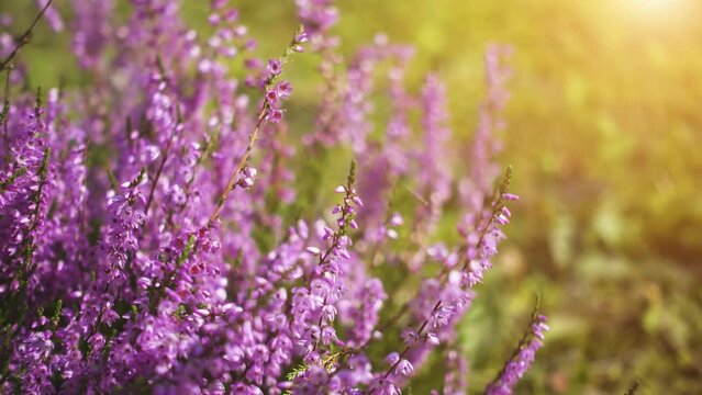 Calluna vulgaris, common heather, ling, or simply heather, is the sole species in the genus Calluna in the flowering plant family Ericaceae.