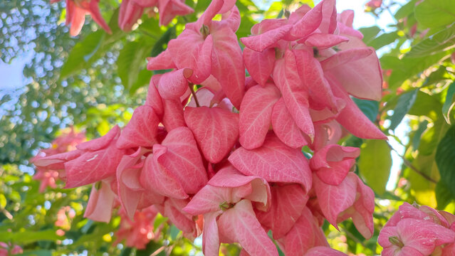 Red Mussaenda Philippica atau Virgin Tree di Garden is a plant species in the family Rubiaceae that grows as a shrub or small tree, native to the Philippines