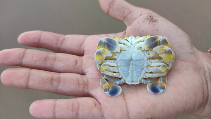 Hand holding small sea crab with an upside-down white body, yellow legs, and a pair of folded...