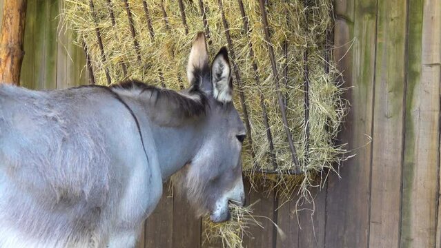 Donkey or ass (Equus africanus asinus) is a domesticated member of the horse family, Equidae. Small numbers of donkeys are kept for breeding or as pets in developed countries.