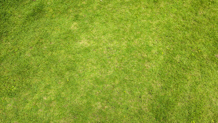 Fresh green lawn surface for background, copy space, top view