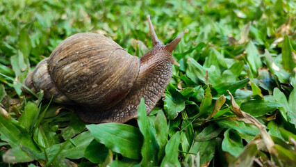Snails is crawling on green grass, belong to the class of gastropod mollusks with circular, dull brown shells.