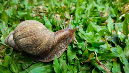 Snails is crawling on green grass, belong to the class of gastropod mollusks with circular, dull...