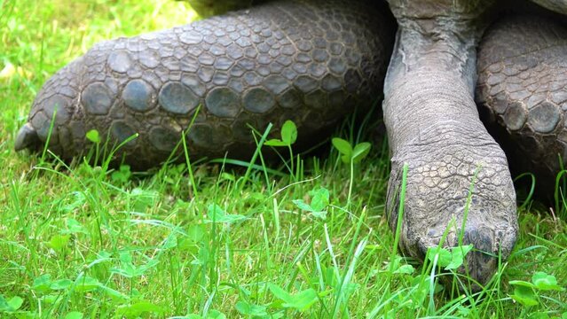 Galapagos tortoise complex or Galapagos giant tortoise complex (Chelonoidis and related species) are the largest living species of tortoise. Modern Galapagos tortoises can weigh up to 417 kg.