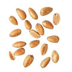 Obraz premium Cedar pine nuts in their shells delicately arranged on a transparent background