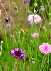 Fototapeta premium assorted shades of pink cornflowers