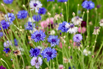 bright blue cornflower blossoms in the garden