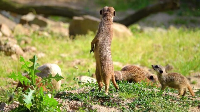 Meerkat or suricate (Suricata suricatta) is small carnivoran belonging to mongoose family (Herpestidae). Meerkats live in all parts of Kalahari Desert in Botswana, in much of Namib Desert in Namibia.