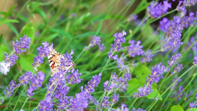 Vanessa cardui is a well-known colourful butterfly, known as the painted lady, or formerly in North America as the cosmopolitan.