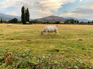 Fototapeta premium VACA BLANCA PASTANDO EN GREDOS