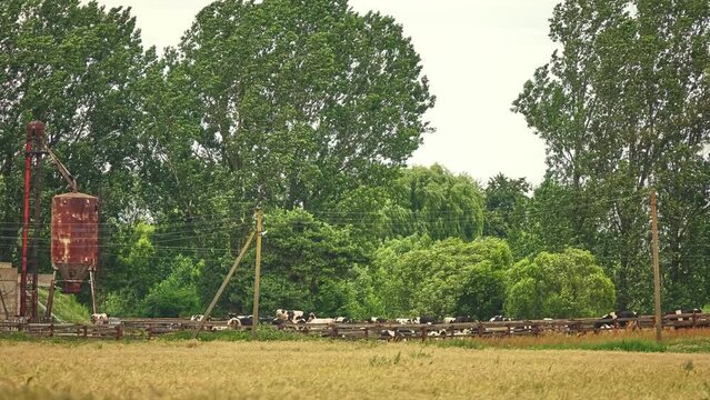 Large herd of black and white cows grazes on an old farm.