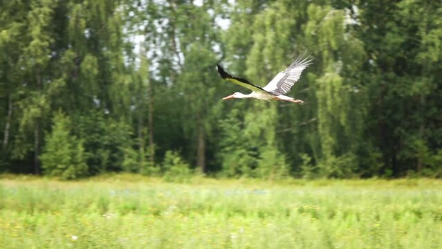 White stork flies over the green field.